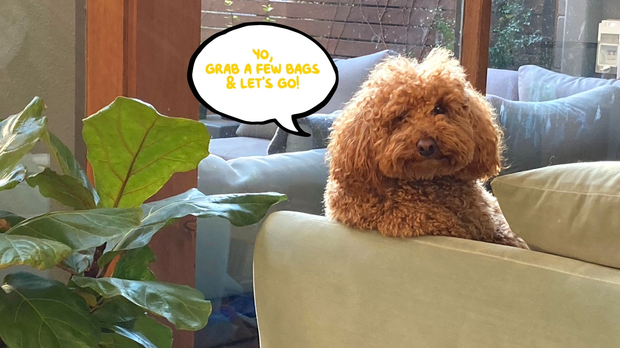 Red Toy Poodle on Jardan Sofa with Speech Bubble dog poop bags compostable biodegradable kitty litter bag