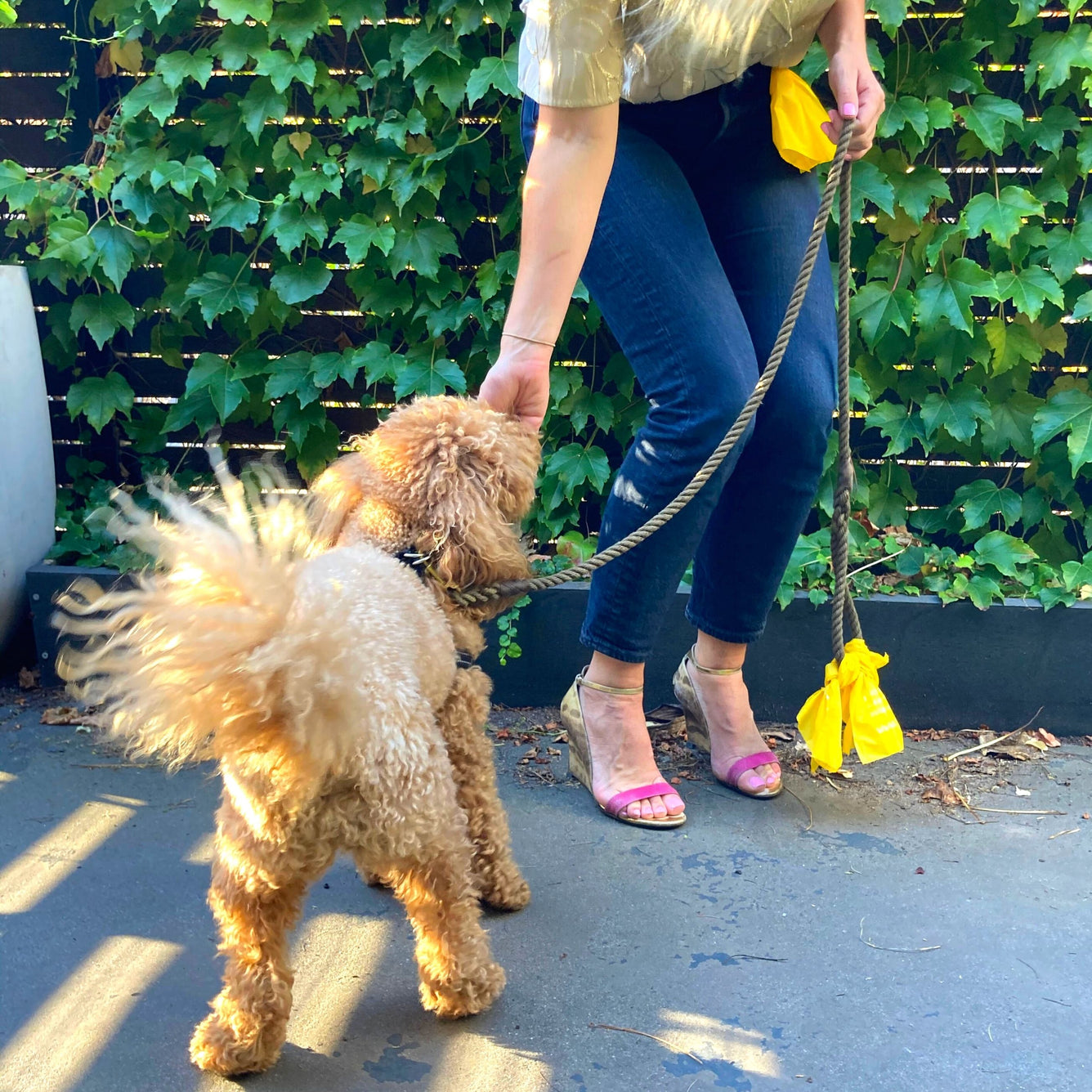 Woman in Heels with Red Toy Poodle & Yellow dog poop bags compostable biodegradable kitty litter bag